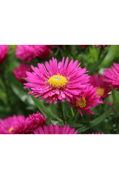 ААстра кустовая Старлайт цвет цветка